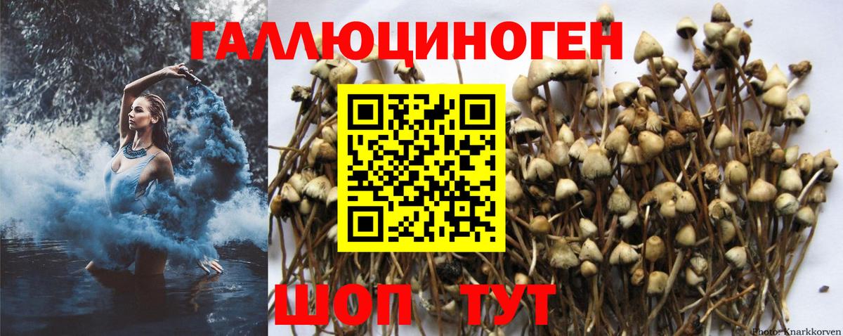 Галлюциногенные грибы Psilocybe Дальнегорск
